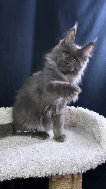 Кошки в Москве: Котенок мейн кун Девочка, 30 000 руб. - фото 3