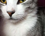 Кошки в Санкт-Петербурге: Потерялся котик Мальчик, 5 000 руб. - фото 4