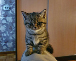 Кошки в Ижевске: Шотландский котёнок, 800 руб. - фото 1