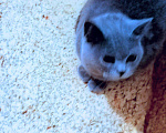 Кошки в Малмыже: Британка, 2 000 руб. - фото 1