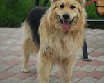 Собаки в Москве: Пёс Пунш Мальчик, 1 руб. - фото 4