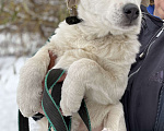 Собаки в Москве: В добрые руки белый щенок Мальчик, Бесплатно - фото 4