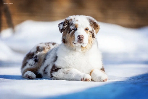 Щенок миниатюрной Американской овчарки