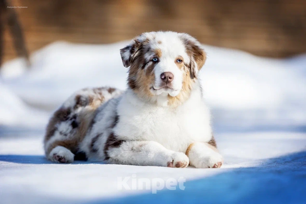 Собаки в Москве: Щенок миниатюрной Американской овчарки Мальчик, Бесплатно - фото 1