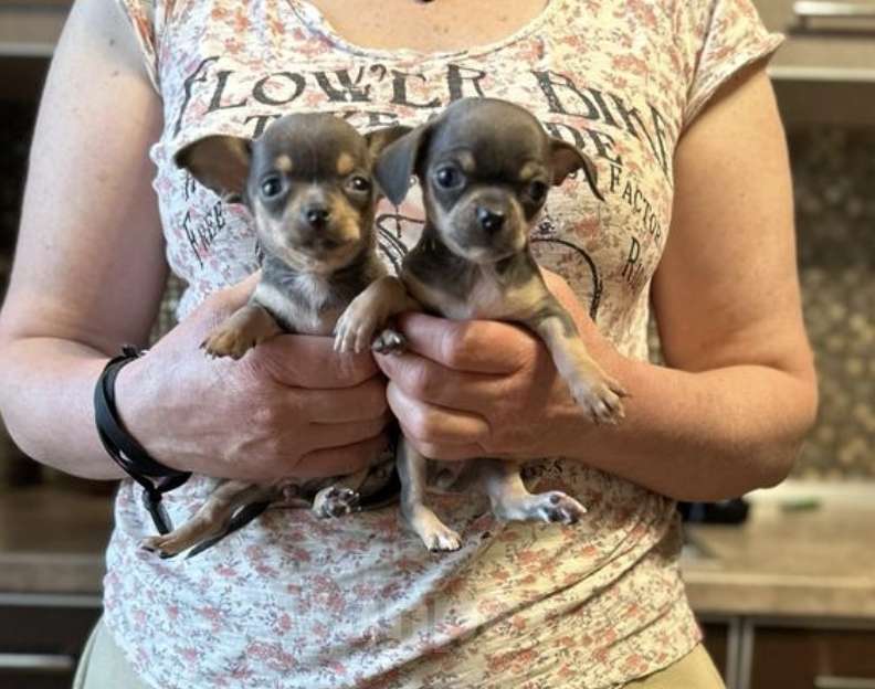 Собаки в Москве: Чихуахуа Девочка, Бесплатно - фото 5