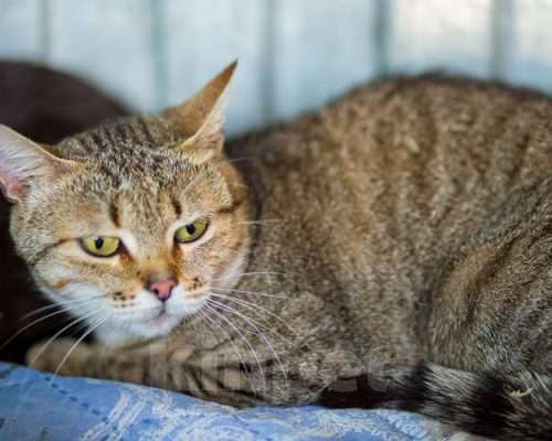 Кошки в Москве: Ирма Девочка, Бесплатно - фото 2