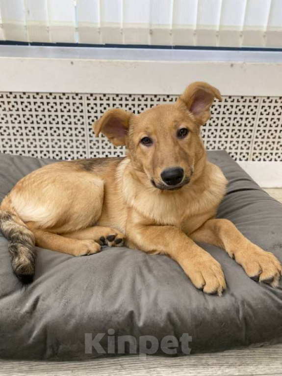 Собаки в Москве: Щенки бесплатно в Москве Девочка, Бесплатно - фото 3