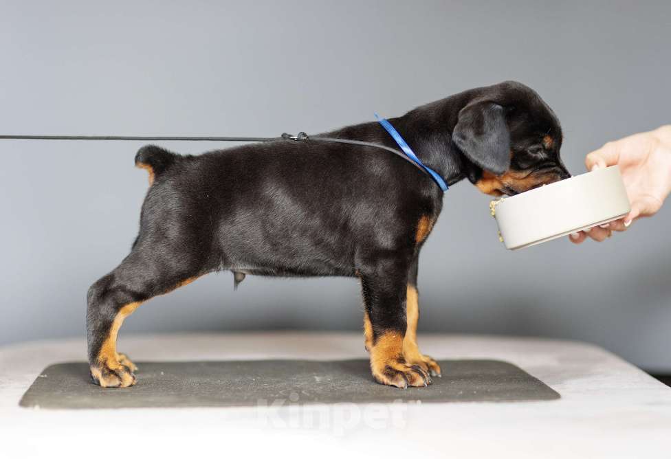 Собаки в Москве: Щенки добермана Мальчик, 110 000 руб. - фото 2