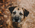 Собаки в Москве: Спокойная собачка Тера из Курска в добрые руки Девочка, 1 руб. - фото 1