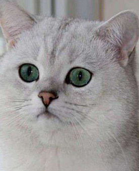 Объявление: Шотландский кот на вязку , 2 000 руб., Москва
