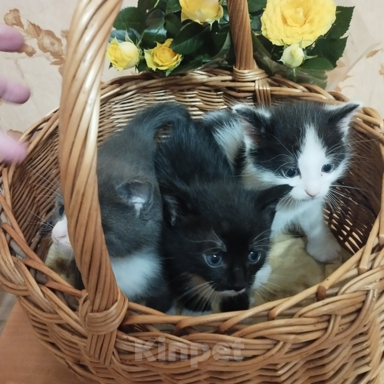 Кошки в Дмитрове: маленький котенок ищет семью Девочка, Бесплатно - фото 1