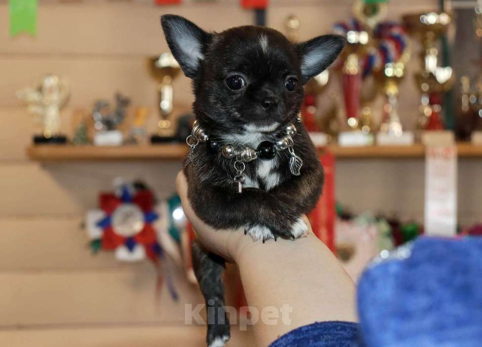 Собаки в Москве: Тигровая чихуахуа Девочка, 55 000 руб. - фото 4