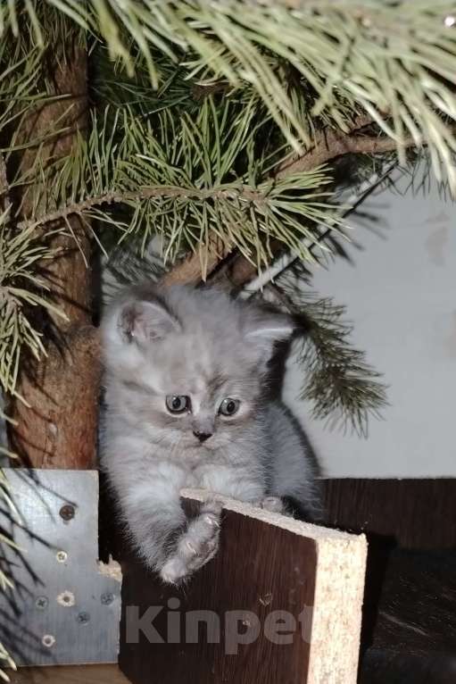 Кошки в Ростове-на-Дону: Шотландские котята Мальчик, 13 000 руб. - фото 4