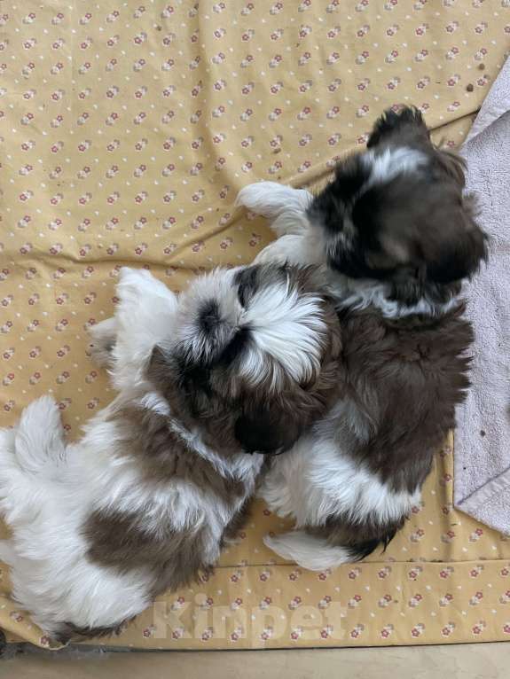 Собаки в Москве: Плюшевый мальчик  Мальчик, 25 000 руб. - фото 2