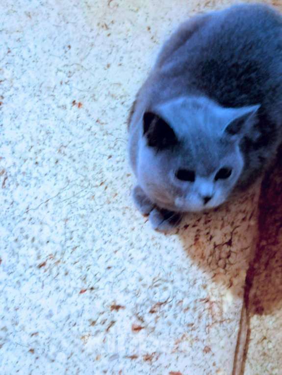 Кошки в Малмыже: Британка, 2 000 руб. - фото 1