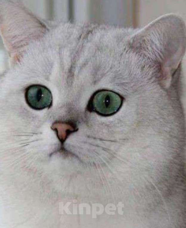 Кошки в Москве: Шотландский кот на вязку  Мальчик, 2 000 руб. - фото 1