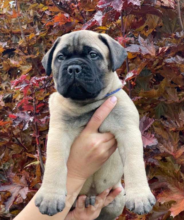 Собаки в других городах Московской области: Питомник Glorious Legacy  Мальчик, Бесплатно - фото 3