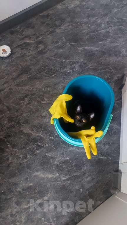 Кошки в Санкт-Петербурге: Бомбейские котята  Мальчик, Бесплатно - фото 6