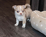 Собаки в Лобне: Мраморный чихуахуа Мальчик, 55 000 руб. - фото 4