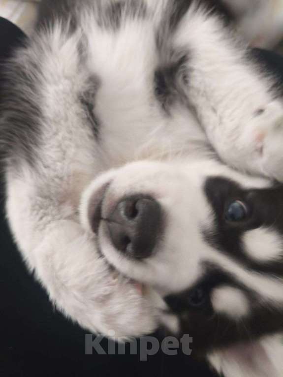 Собаки в Красноярске: Сибирский хаски, щенок Мальчик, 17 000 руб. - фото 3