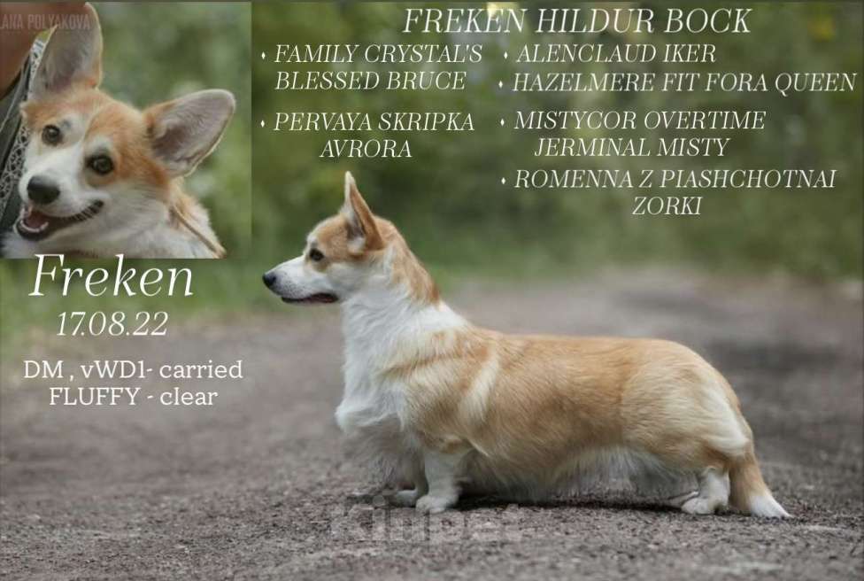 Собаки в Санкт-Петербурге: Щенок вельш корги пемброк Мальчик, Бесплатно - фото 7