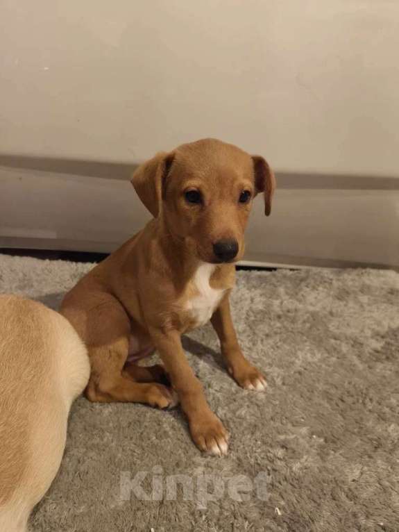 Собаки в других городах Московской области: Щенок Малыша ищет дом Девочка, Бесплатно - фото 1