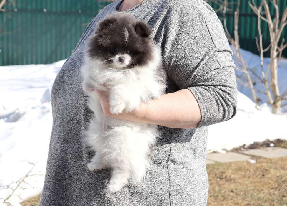 Собаки в Москве: Голубая девочка ШПИЦА померанского Девочка, 120 000 руб. - фото 3