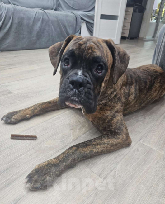 Собаки в Нижневартовске: Отдам собаку в добрые руки Мальчик, Бесплатно - фото 2