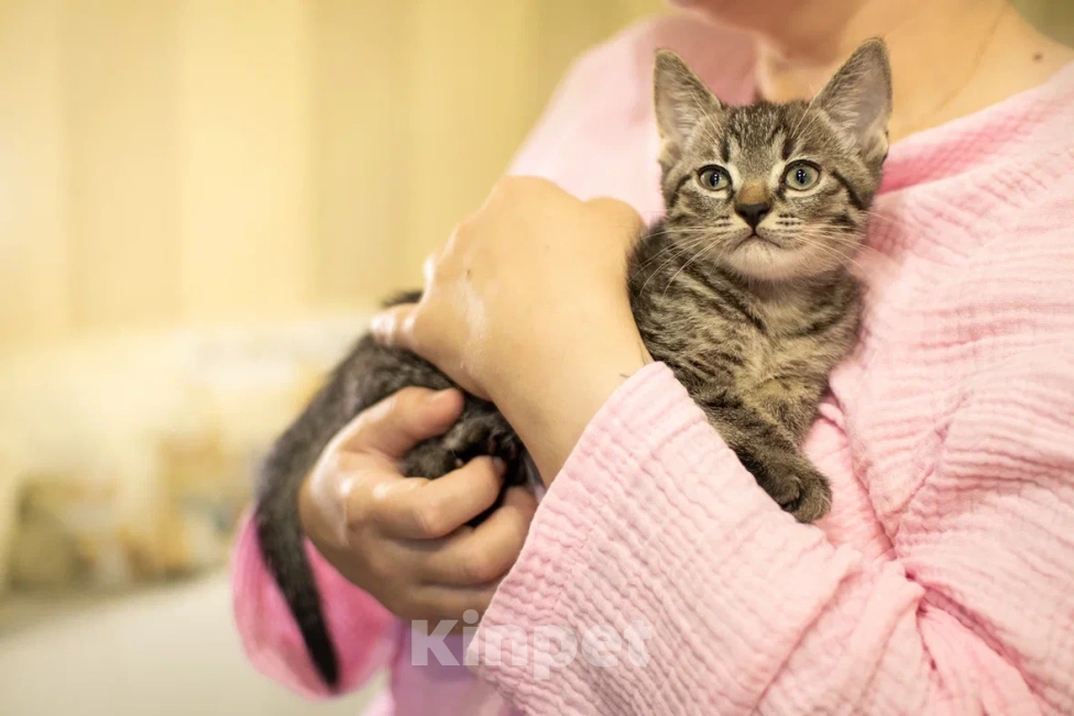 Кошки в Москве: Крошка Спрайт ищет дом!💚 Мальчик, Бесплатно - фото 8