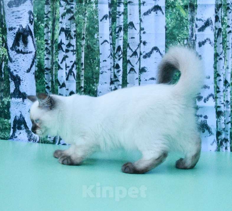 Кошки в Москве: Русская красавица Девочка, 50 000 руб. - фото 9