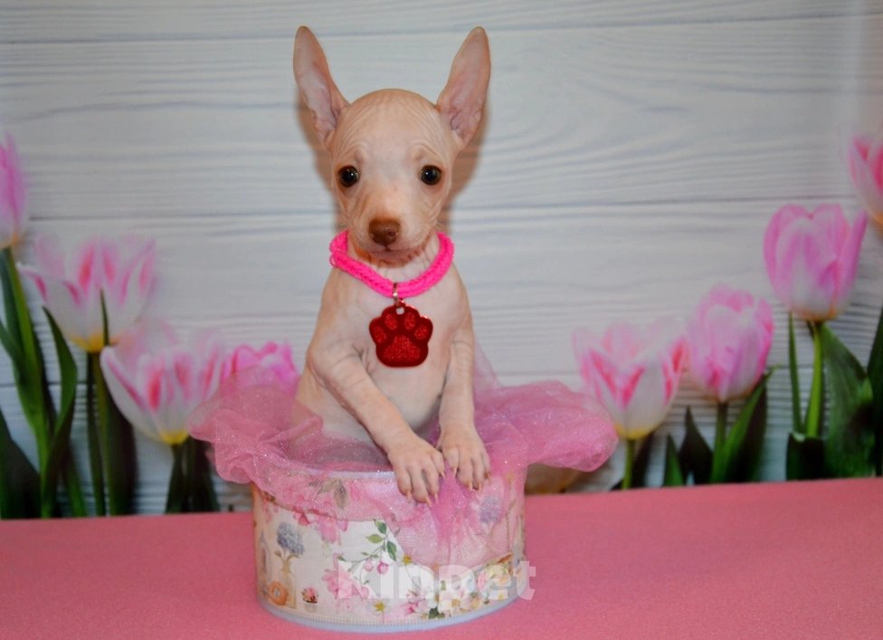 Собаки в Москве: Щенки американского голого терьера  Девочка, 30 000 руб. - фото 3