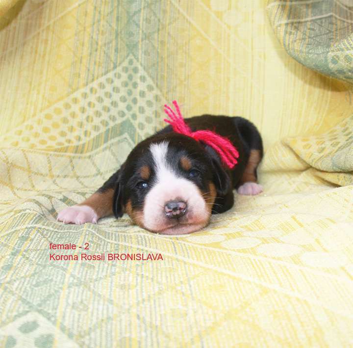 Собаки в Москве: большой швейцарский зенненхунд (гросс) щенки Девочка, 150 000 руб. - фото 1