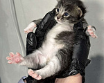 Кошки в Санкт-Петербурге: Котята-котики под бронь!! Мальчик, Бесплатно - фото 2