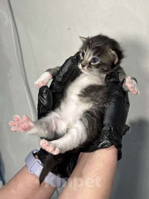 Кошки в Санкт-Петербурге: Котята-котики под бронь!! Мальчик, Бесплатно - фото 2