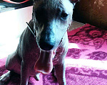 Собаки в Симферополе: Мальчик ксоло стандарт Мальчик, 1 руб. - фото 4