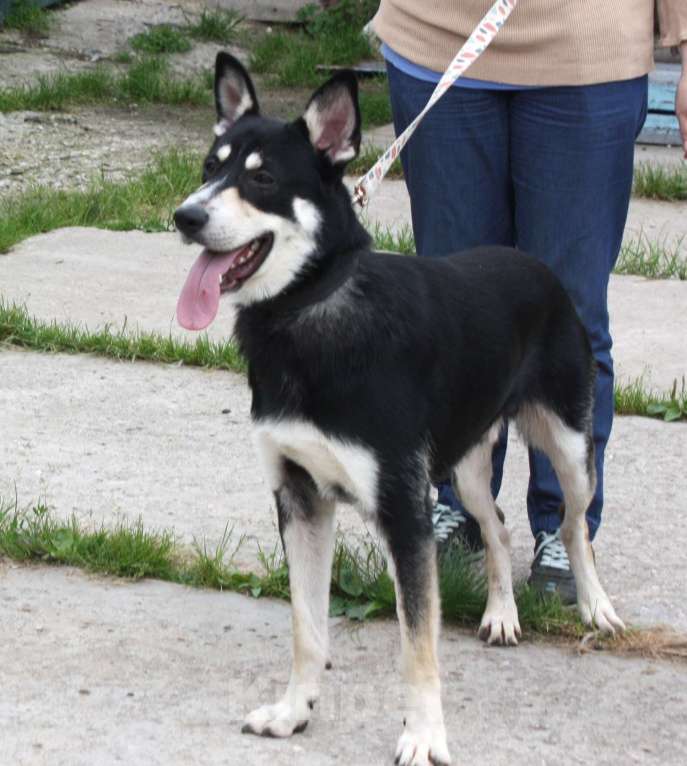 Собаки в Москве: Кекс в поисках своей родной семьи  Мальчик, Бесплатно - фото 8