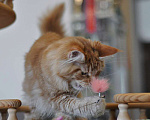Кошки в Одинцово: Рыжее совершенство Девочка, 30 000 руб. - фото 5