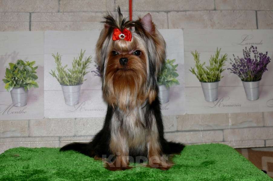 Собаки в Королеве: Девочка йорк, 8 мес. Девочка, 80 000 руб. - фото 7