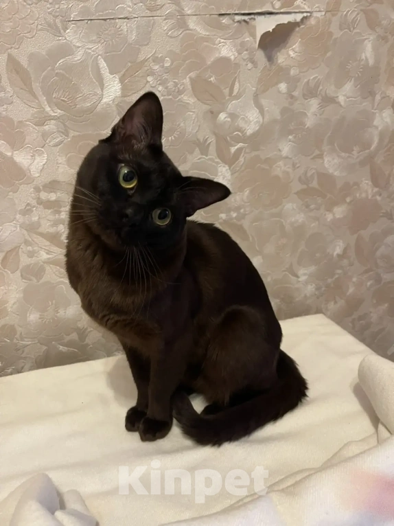 Кошки в Москве: Бурманский кот, вязка Мальчик, 7 000 руб. - фото 4