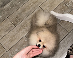 Собаки в Москве: Померанский шпиц мини  Мальчик, 40 000 руб. - фото 6