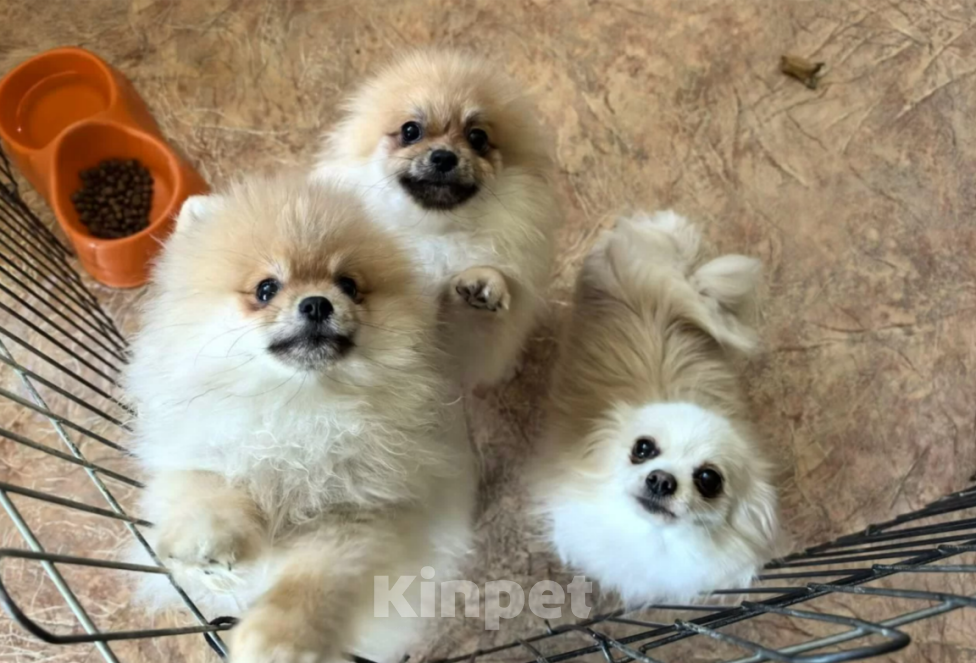 Собаки в Казани: Продаю щенков померанского шпица РКФ Мальчик, 40 000 руб. - фото 2