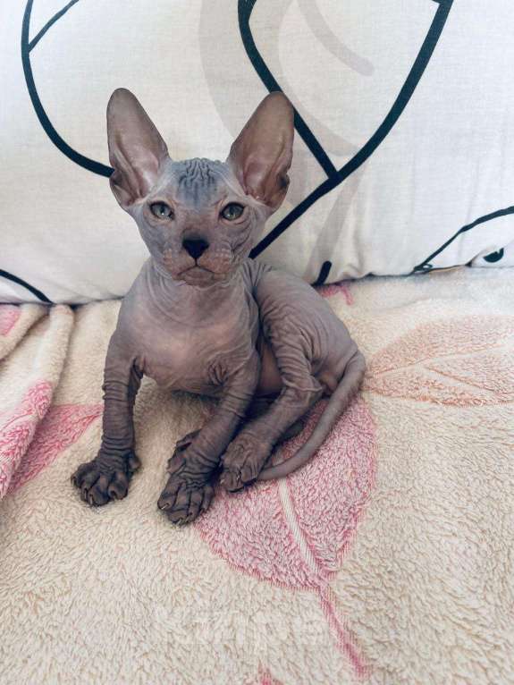 Кошки в Корсаке: Продам котят донской сфинск Мальчик, 25 000 руб. - фото 3