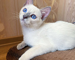 Кошки в Санкт-Петербурге: Тайский котёнок Лайлак-пойнт Мальчик, 40 000 руб. - фото 2