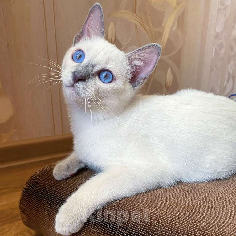 Кошки в Санкт-Петербурге: Тайский котёнок Лайлак-пойнт Мальчик, 60 000 руб. - фото 2