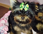 Собаки в Москве: Щенок Йоркширский терьер Мальчик, 65 000 руб. - фото 6