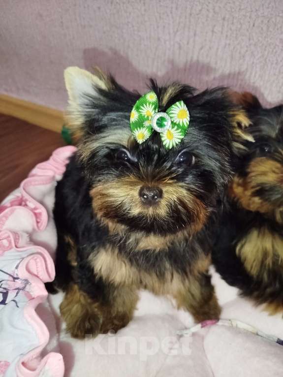 Собаки в Москве: Щенок Йоркширский терьер Мальчик, 65 000 руб. - фото 6