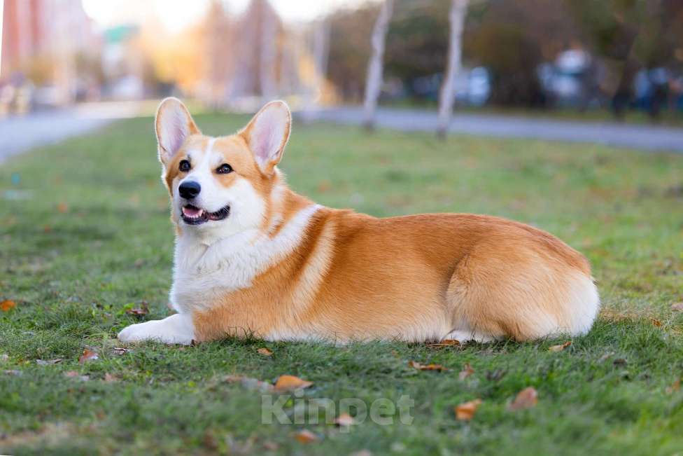 Собаки в Омске: Готов к вязке г. Омск Мальчик, Бесплатно - фото 4