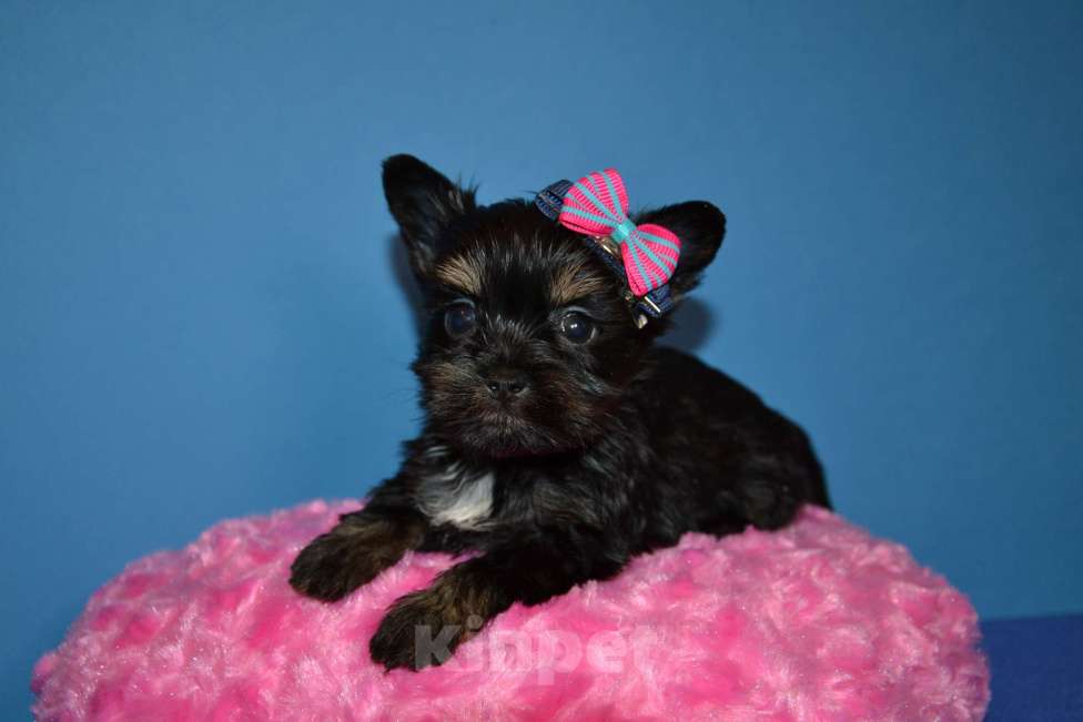 Собаки в Москве: Щенок -девочка цветного йорка  Девочка, 50 000 руб. - фото 3