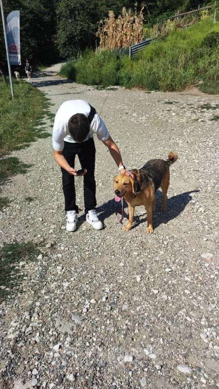 Собаки в других городах Краснодарского края: Метис гончей и лабрадора в дар с доставкой чипирован Мальчик, Бесплатно - фото 4