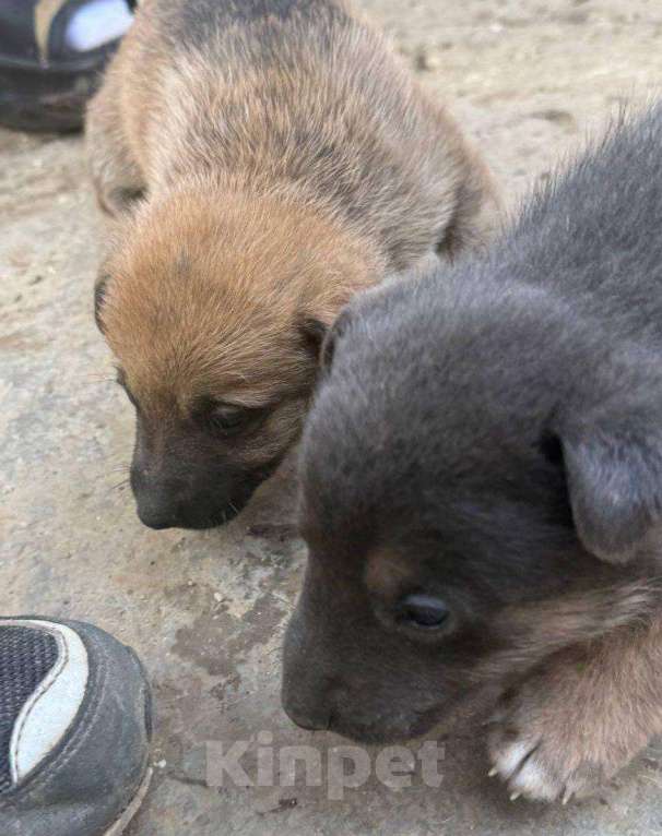 Собаки в других городах Крыма: Отдам 5 щенков в добрые руки / Крым, Нижнегорский р-н Разнополые, Бесплатно - фото 2
